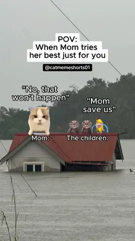 #catmeme #relatable 