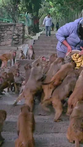 Monkeys Happily Waiting for Food