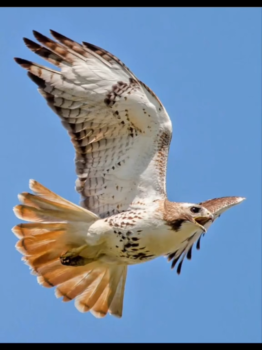 #احذر_الحر_تامر_البدوي #fyp 