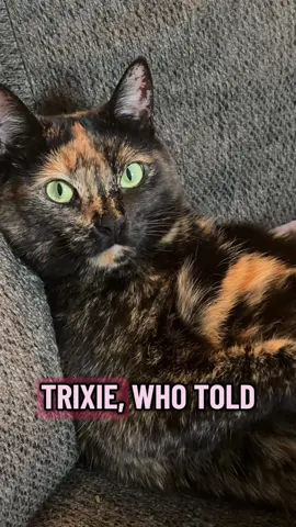Yall look at Miss Trixie 😂 #tortitude #catsoftiktok #tortiecatsoftiktok #sillycat #funnycatsoftiktok 
