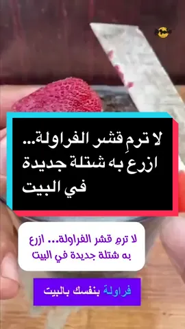 لا ترمِ قشر الفراولة… ازرع به شتلة جديدة في البيت#ambition_75 #keto_world_ 