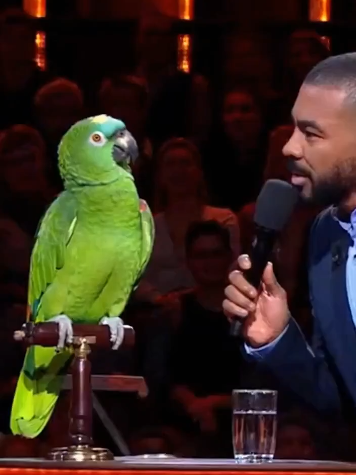 🎬 Émission 9 — Paco le Perroquet sans filtre ! 🎤 Question ✔️ Réponse choc 🔥🦜 Tu veux du vrai, du drôle ? Paco t’attend 😎 👇 Donne ton avis en commentaire… Est-ce qu’il a exagéré ? 😂👇 #funnytiktok #perroquet #Fyp