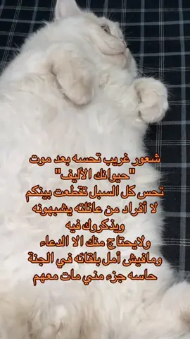 #ليبيا #قط #viral #fyp #اكسبلور 