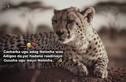 Really..🥺💰#xikmadsomali #fouryoupage #dhiirigaliyaha_nolosha #motivation 