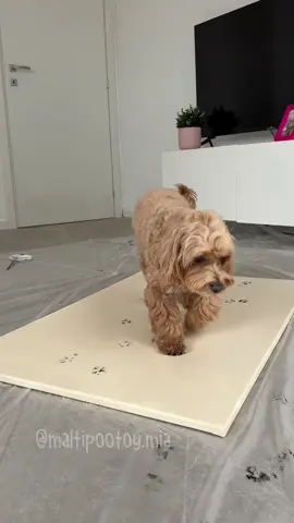 Arte a quattro zampe🐾 #maltipoo #doggo 