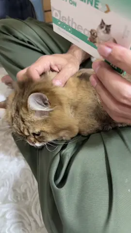 ยาหยอดกันเห็บ หมัด#ทาสแมว#ยาหยอดเห็บหมัด#เห็บหมัด #ยาหยดเห็บหมัด #มาดามปุ๊กกี้กับพี่พ่อบ้าน