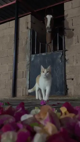 #ماشاءالله #خيل #بسه#امطار#تصويري📸 