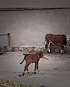 #BLND💀ADET #بڵند_ئیدیت⚡️ #BLND✔️ #blnd_editor💥 #foryoupageofficiall 