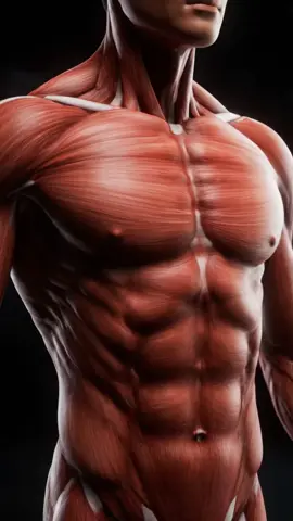 “The real secret behind muscle tone (and why some people look defined without flexing).” Simple, science-backed explanation of how your nervous system makes your muscles look tighter — 24/7. #Fitness #MuscleTone #ScienceBased #GymFacts #MindMuscleConnection 
