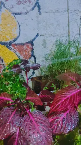 #ازرعي_عرقين_نعنع #ياحية #تس #الشعب_الصيني_ماله_حل😂😂 #نهفات #تيك_توك #لايك_متابعه_اكسبلور 