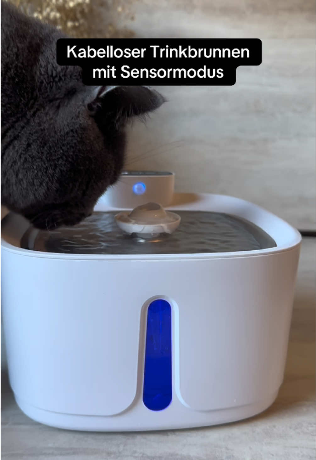 Mein Kater trinkt generell super wenig 😿 Deswegen gebe ich ab und zu ein kleines bisschen Fleisch- oder Fischgewürz ins Wasser. Eigentlich ist es als Fresshilfe/Topping gedacht – aber es hilft ihm total dabei, mehr zu trinken 💧🐾 Anzeige | 10% Rabatt auf deine erste Anifit-Bestellung - mit meinem Code: Pati10 ✨ Link in meiner Bio #katze #trinkbrunnenkatze #katzentipps #katzenliebe #katzentricks 