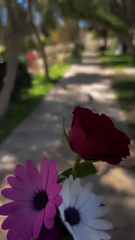 عوض الله يكون حباً وطمأنينه أشياء لا تُرى ولكنها تُضيء 🕊️