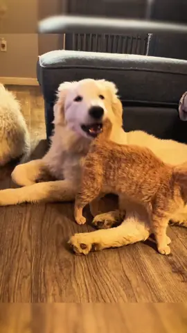 Funny life of cats and dogs #catsoftiktok #cat #fyp #catlover 