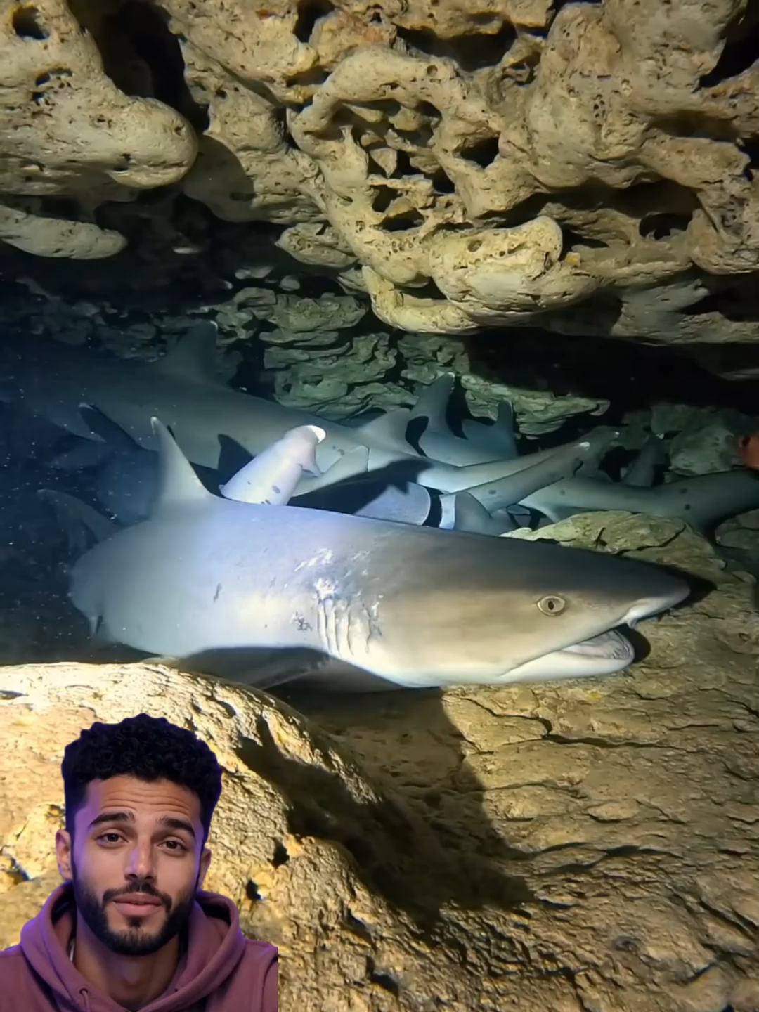 Pourquoi certains requins doivent nager pour respirer et d’autres non ? #animaux