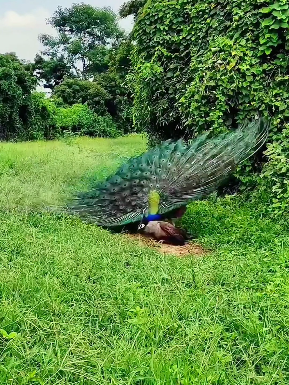 Mating and breeding season of animals and birds - birds Meetup - birds love - nature - animal world #animalworld #wildlife #nature #amazingworld #foryoupage 