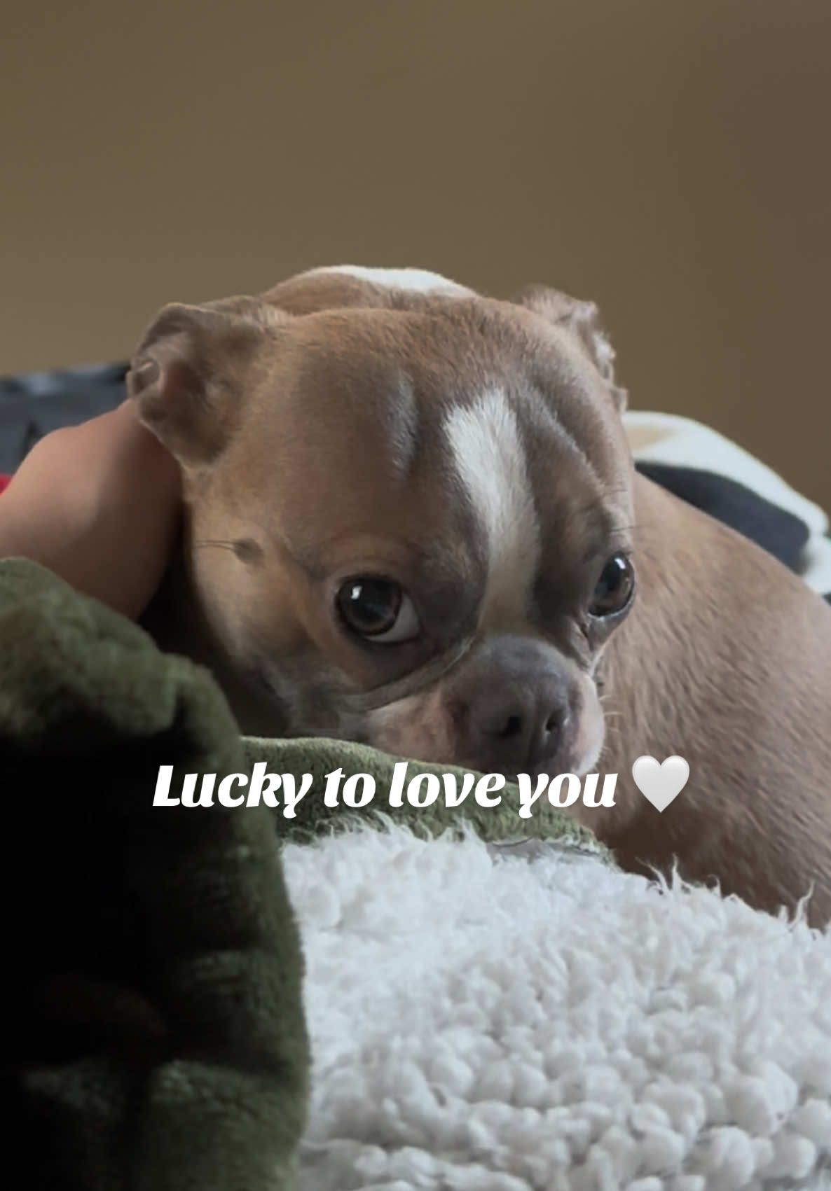 Lettie was born a bit different than how a “normal” Boston terrier girl dog is built. But that has never stopped me from loving her more. She is special. #bostonterrier #dogsoftiktok #doglover #adopt #Love 