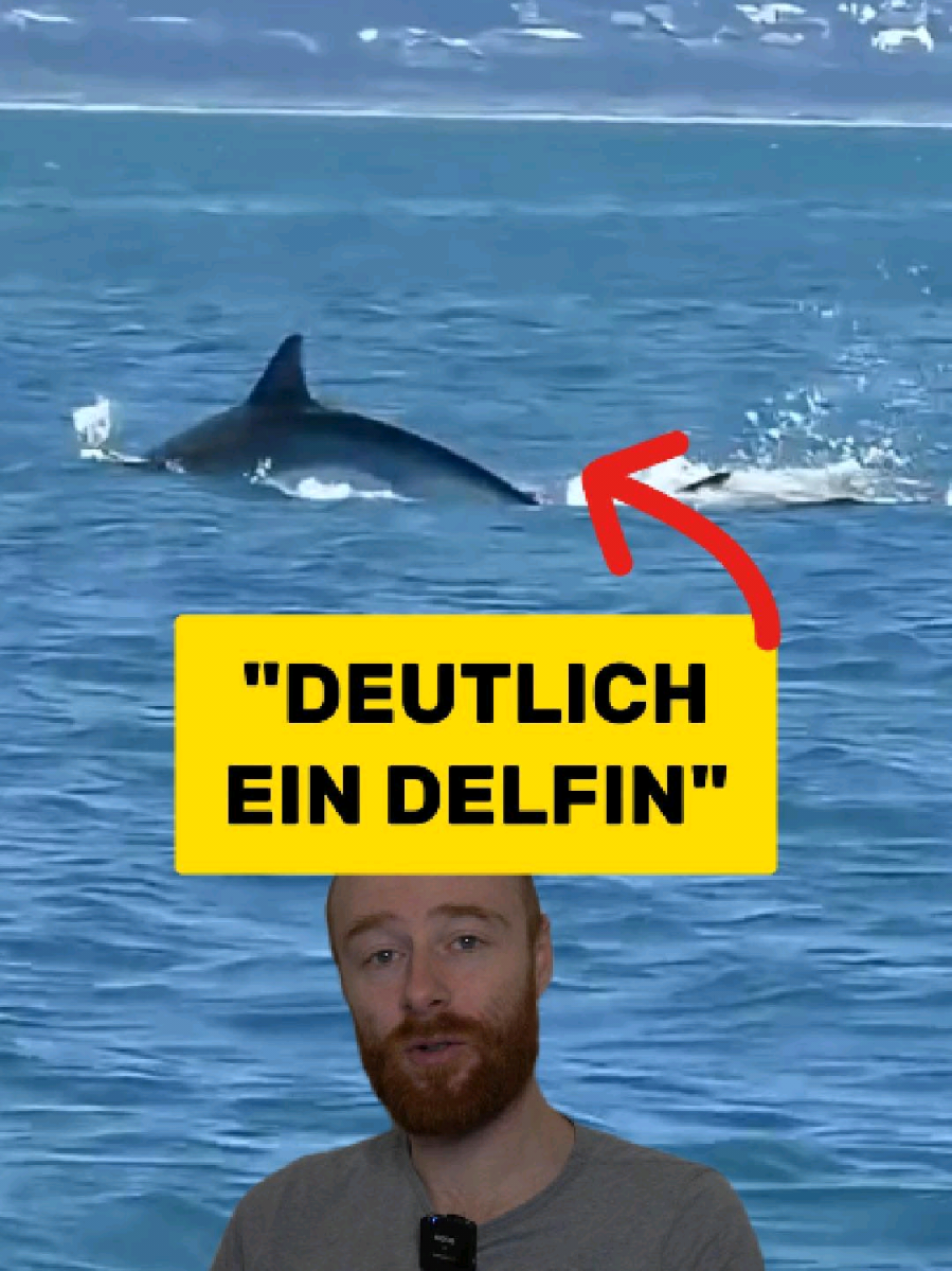Nur um klar zu stellen, es ist ein Hai der hier gefressen wird, kein Delfin 😉 Ironischerweise von einem Orca, dem größten Delfin der Erde 😅 So kann sich dad Blatt auch wenden ✌️😁 Habt ihr die Merkmale erkannt und erkennt ihr noch andere? Schreibt es gerne in die Kommentare ✨️ #shark #greatwhite #orca #starboard #southafrica 