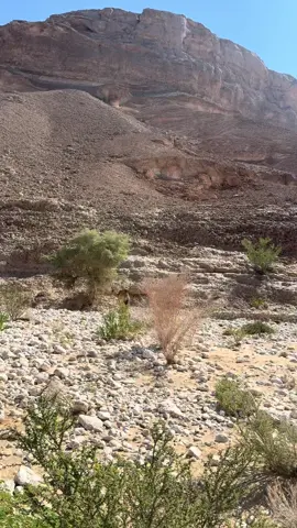 #سناب_حكمة #saedsalhlazbidi #سعيد_الزبيدي #fypシ 