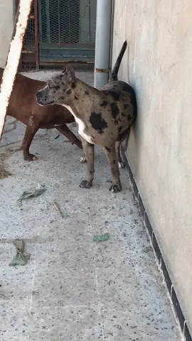 #dogsofttiktok #liveforthechallenge #🇩🇿🇲🇦🇹🇳 #ضبع #pitbull 