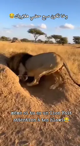 وخا تكون سبع حضي هلاويك😂 #الشعب_الصيني_ماله_حل😂😂 #المغرب🇲🇦تونس🇹🇳الجزائر🇩🇿 