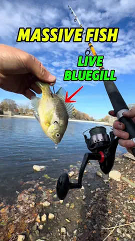 Fishing for Massive Fish with Live Bluegill #fishing #livebait #fishingtiktoks #fishingvideos #fishingfun 
