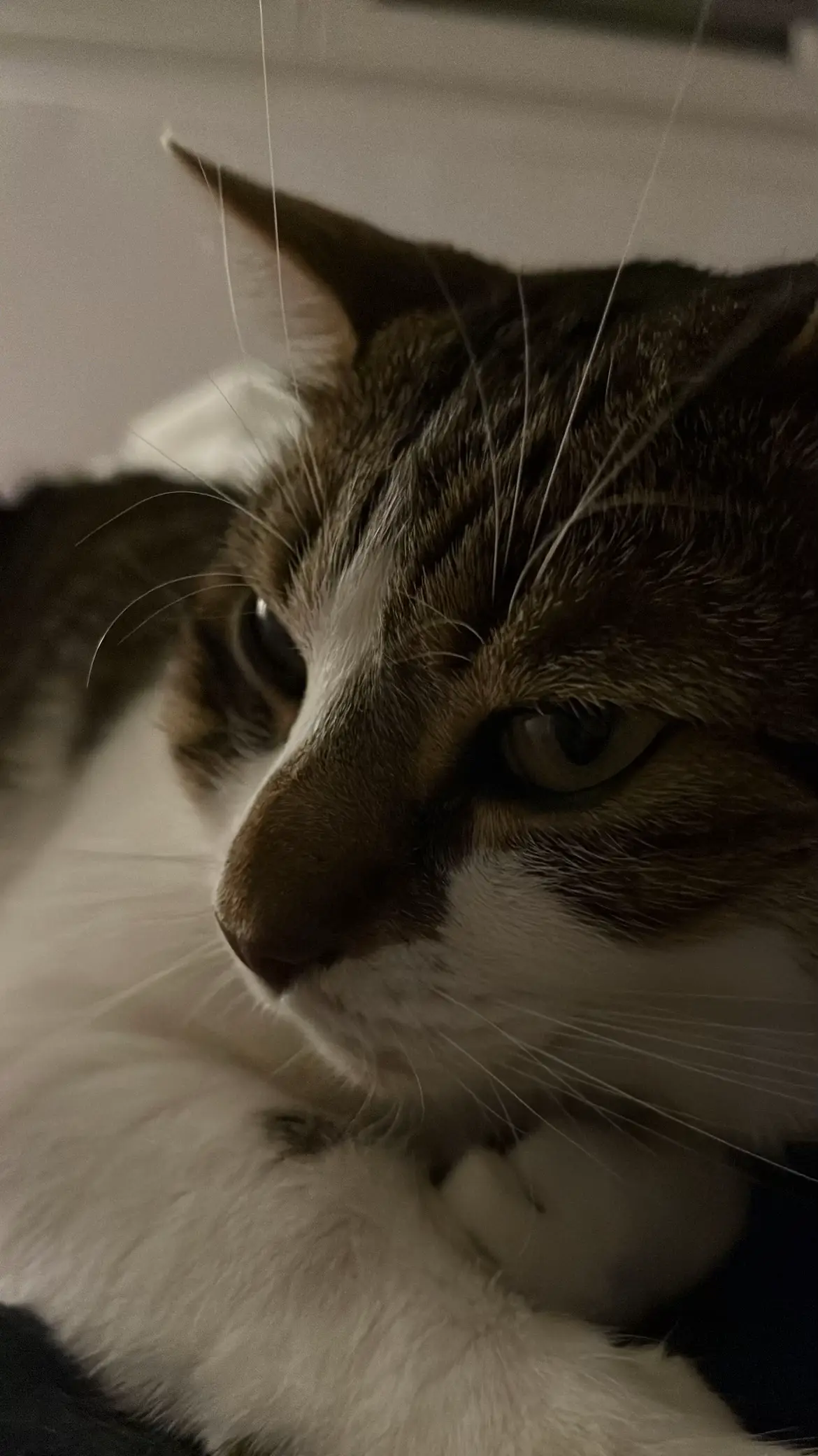 Mon chat ✨#cat #chat #fyp #pourtoi #viral 