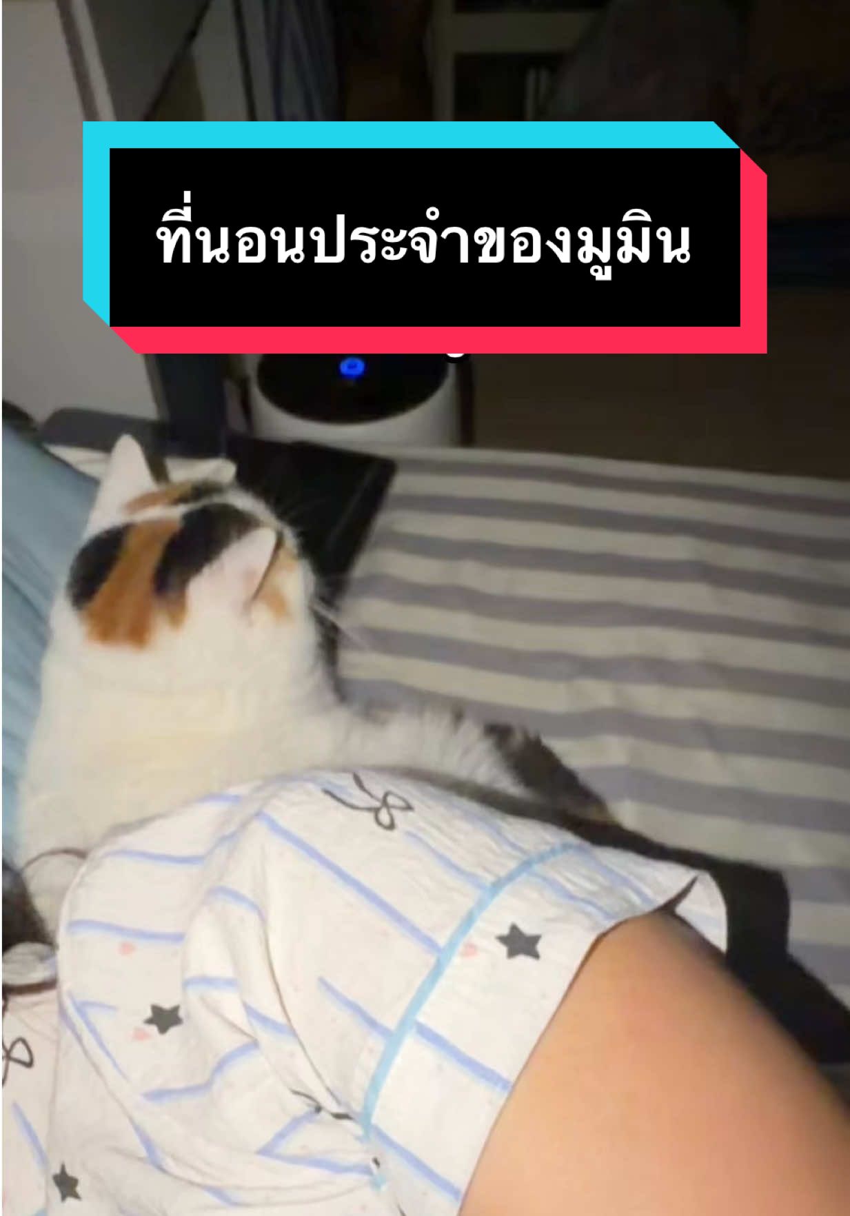 ปิดไฟปุป เดินมาปัป #มูมินแมวเหนียง #แมวน่ารัก #สวนสัตว์tiktok #catsoftiktok 