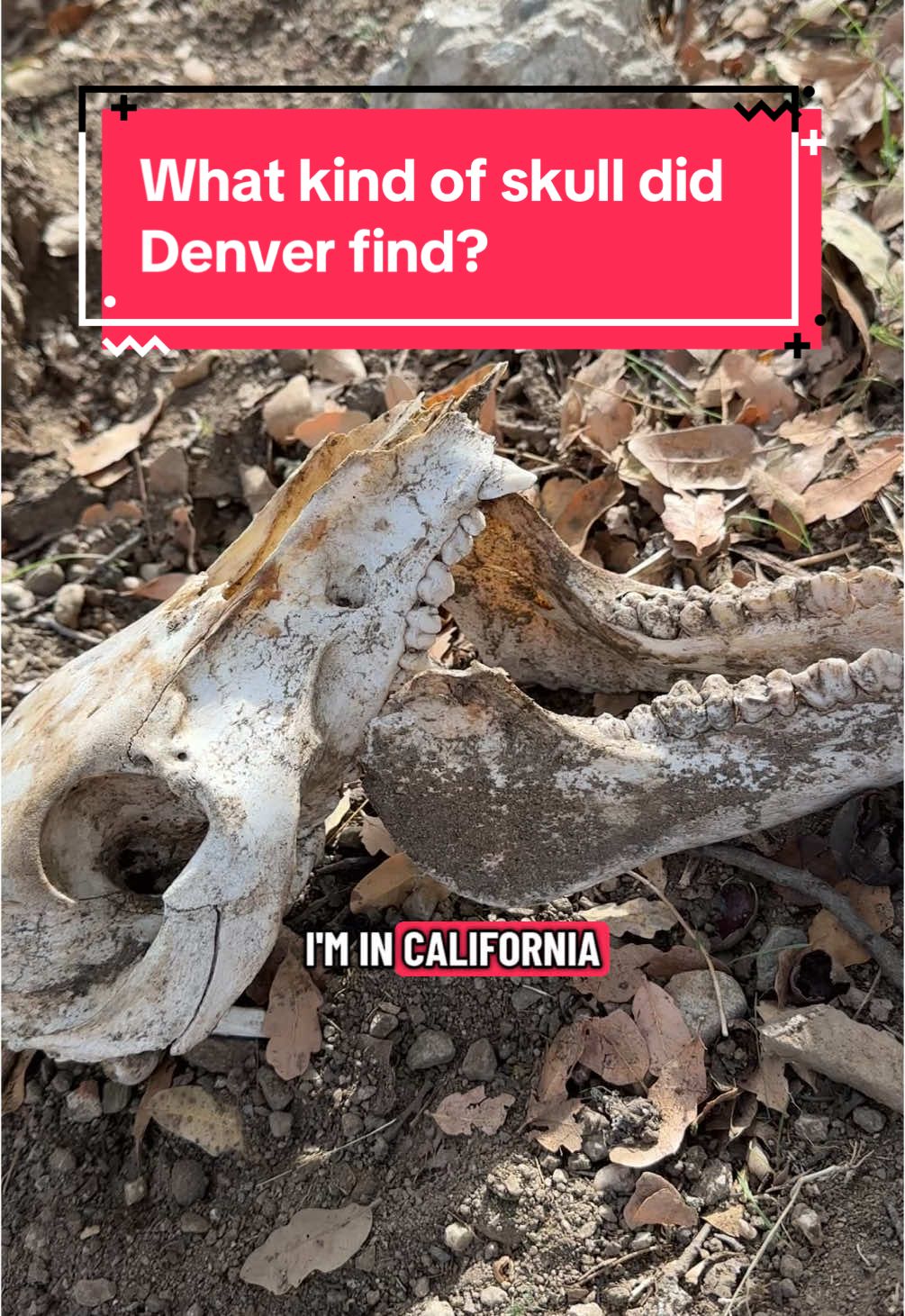 Denver found this interesting skull at our campsite in California. Ideas for what it might be?  #skull #shedhunt #sheddog  Video of Labrador retriever sitting with a skull in front of him looking at camera.