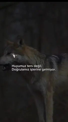 🐺🦅🦁 TAKİP ETMEYİ UNUTMAYIN 👈  #yorgunbays #türkiyetiktok #video #türkiyetiktok #türkiyetiktok 