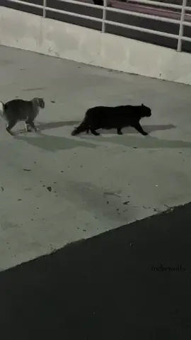 🐈‍⬛🐈 with kchan #cats !!! 