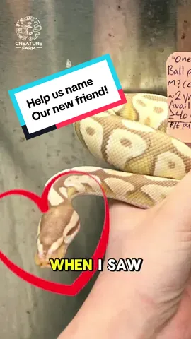 We are adopting a new ball python! We need to come up with the PERFECT name for this sweet guy, and would love to hear your suggestions! 🍌 🐍 #ballpython #petsnake #reptilerescue #snakediscovery #reptile 