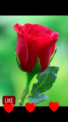 #ፍቅር➻ብቻ🖇ፍቅር➻ብቻ❤🥀🔐 #ፍቅር➻ብቻ🖇ፍቅር➻ብቻ❤🥀🔐 