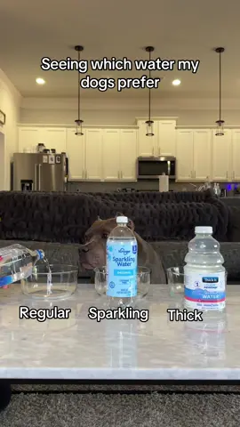 “Why is it spicy” #dogsofttiktok 