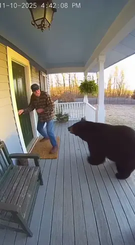 Bear Attacks Grandpa — Cat Fights Back 🐱💥🐻 #cathero #wildlife #cat #animals 
