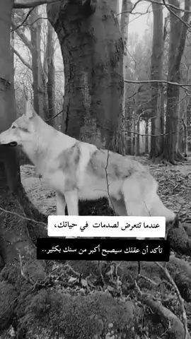 #fyp #F #f #شعب_الصيني_ماله_حل😂😂 #ابوني_ياك_باطل_ولا_حنا_مانستاهلوش 