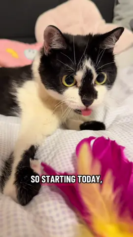 🎄Want to support Malinka and make her happy at the same time? 💖 This year has been a real rollercoaster, and she truly deserves to end the year with joy and without missing anything. Do you have more ideas? Would you like to order something personal or something of your own for her? Then please send me a DM so I can add it. Please don’t forget to include which calendar door your gift should belong to when you order. You can find Malinka’s Amazon wishlist in the link in the bio 💖🎄#catsoftiktok #fyp #cat #cute #seizures 