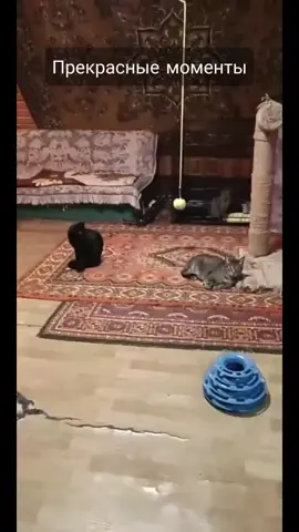 Внимание: сник-пики! Вот несколько моментов моего эфира. Подключайтесь, чтобы посмотреть эфир полностью. #tiktoklive #livehighlights