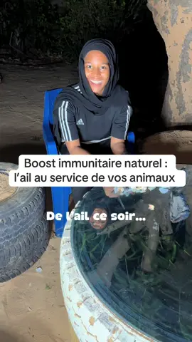 Tu veux booster tes animaux ? Commence par ce que tu as dans ta cuisine : l’ail ! #foryou #tiktoksenegal #vachelatiere #eleveurs #agriculture 