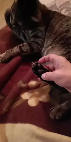 #tiktoklive #livehighlights