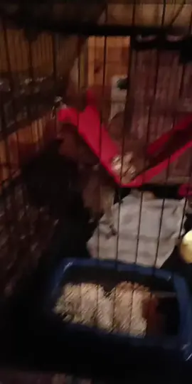 #tiktoklive #livehighlights