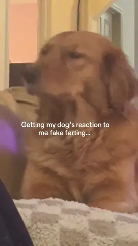 #golden #dogtok #dogmom #far #reaction 