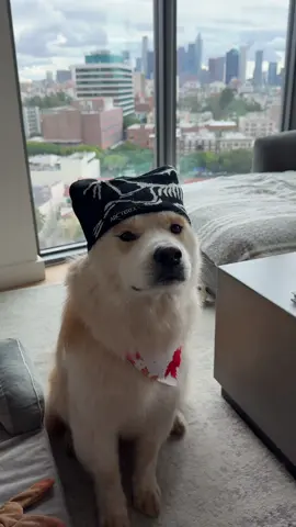 Barkteryx on me #arcteryx #dog #Hiking #gorpcore #trend 