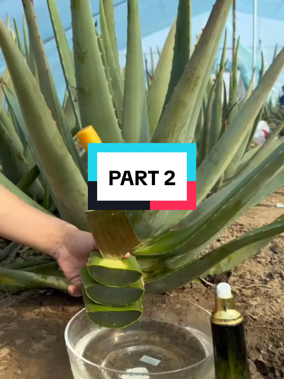 #mubshir129 #mubshir #mubshir_saller #mubshir_tiktok_account_saller 