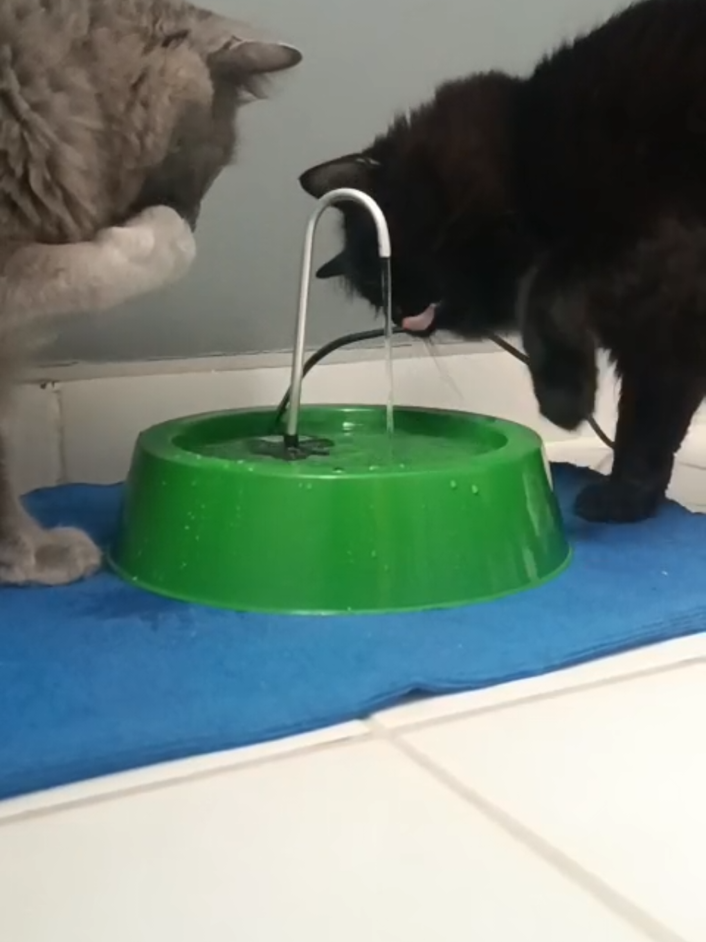 Temos um Soldado de Gideão em casa kkkkk #eliãoliveira #fonte  #gospel #300 #gatos