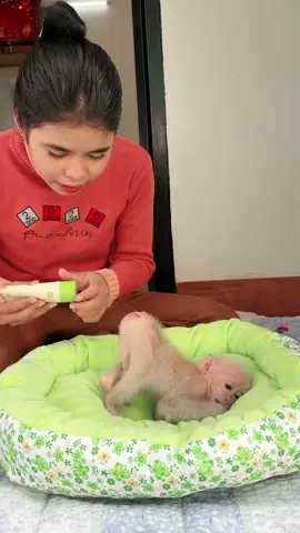 Beautiful short clip today amazing moment #videoviral #foryoupage❤️❤️ #monkey #monkeyfamily🐒 