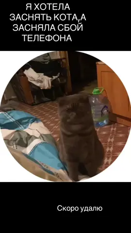 я не знаю что это было  #кот #телефон #мем #recommendations #fyp 