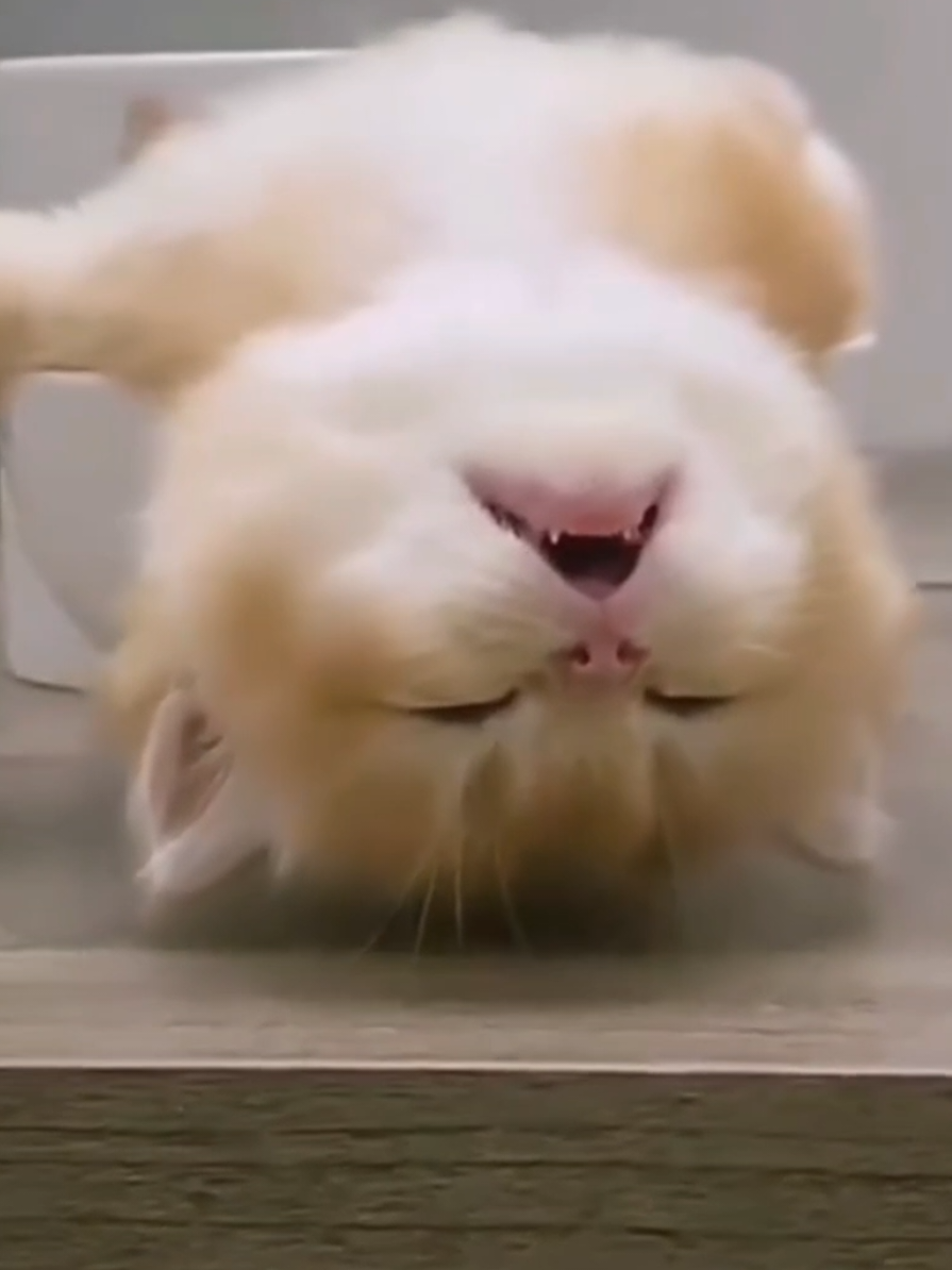 Schlafendes Kätzchen. #Kätzchen #Schlaf #Tierfreund #Haustiere#