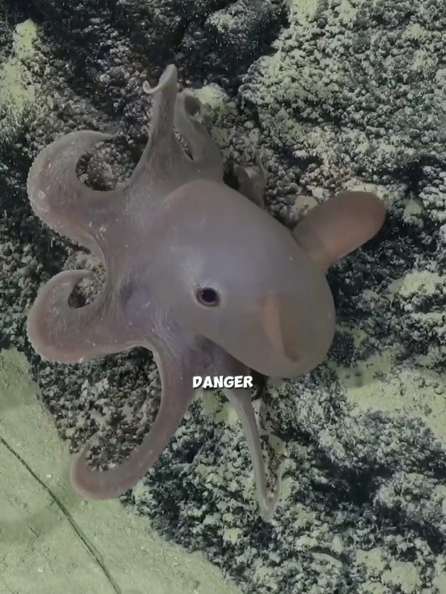 Dumbo Octopus: The Deep Sea’s Cutest Drifter. 🐙  #forypupage #DumboOctopus #DeepSea #OceanLife #octopus 