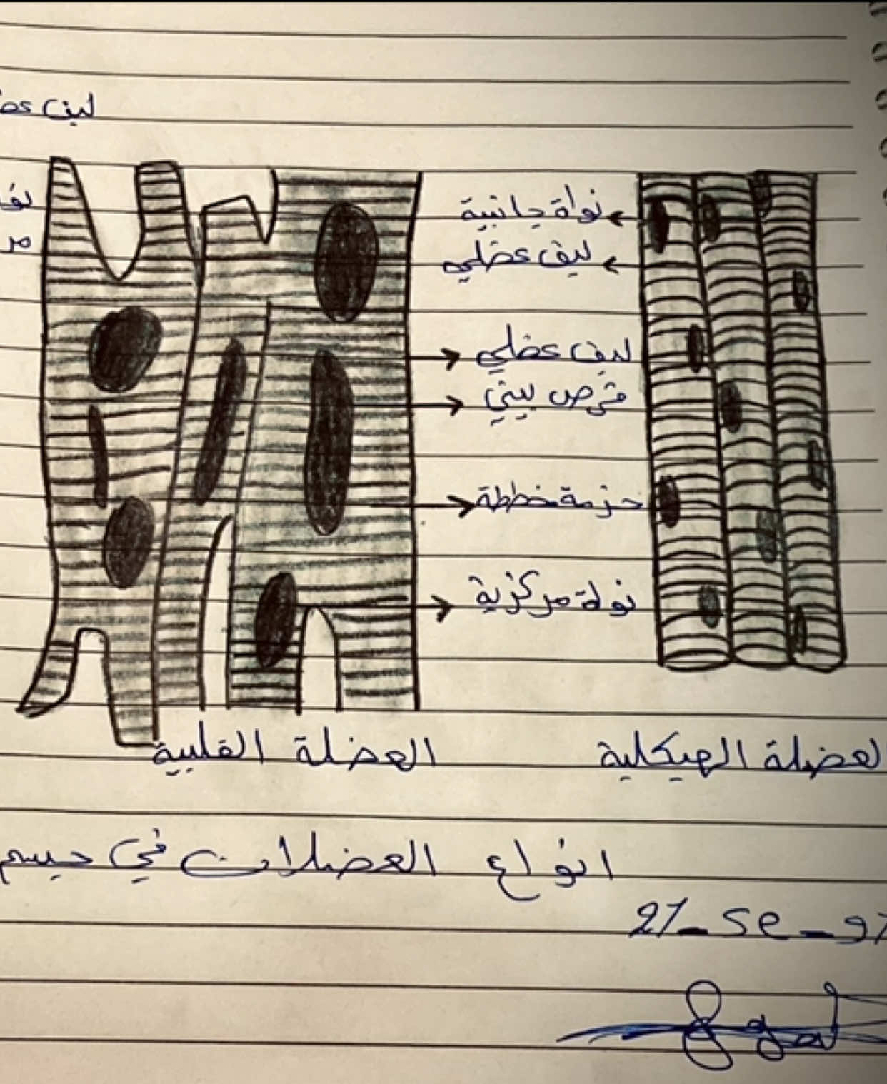 #ثالث_متوسط #الاحياء #وزاري #رسومات #مهم 