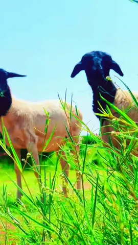 #galmudugnimo #💚💙❤️ #xarardheerebilan🥰❤️ #dhaqandhoor2 #💚💙❤️ 